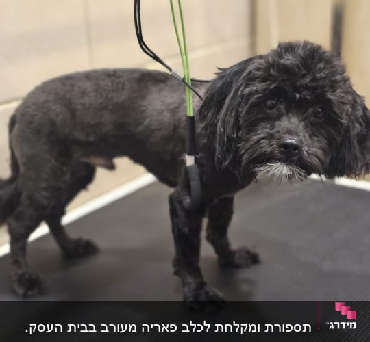 כלב שחור על שולחן טיפוח עם רצועה ירוקה